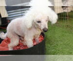 Small #2 Poodle (Toy)