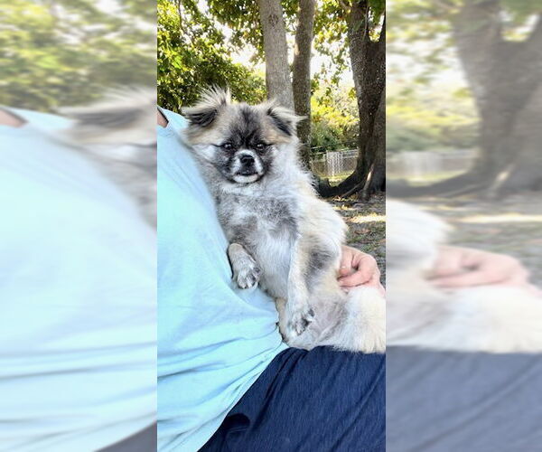 Medium Photo #4 Pominese Puppy For Sale in Weston, FL, USA