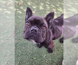French Bulldog Dogs for adoption in Woodland, CA, USA