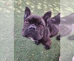 Small French Bulldog
