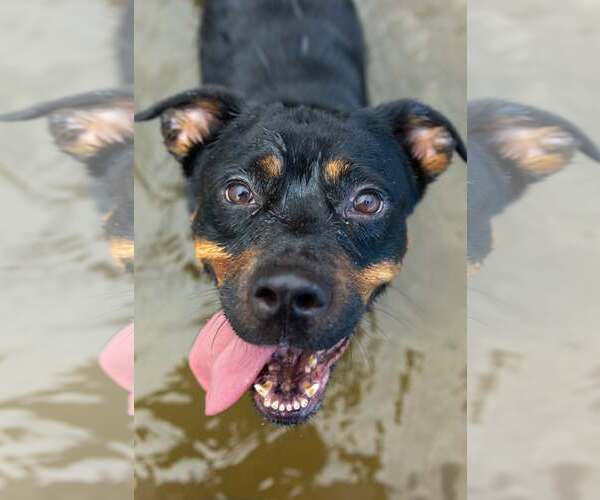 Medium Photo #4 Rottweiler Puppy For Sale in Aurora, OH, USA
