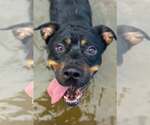 Small #3 Rottweiler
