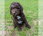 Puppy Lilo Goldendoodle