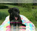 Small #1 German Shepherd Dog