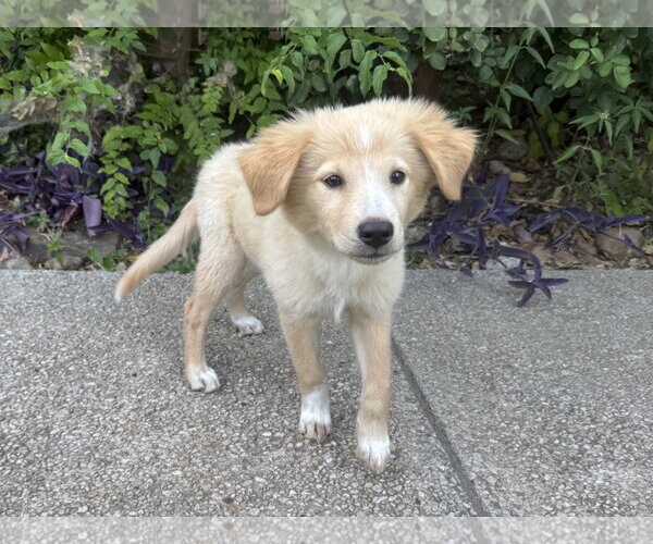 Medium Photo #3 Golden Retriever-Unknown Mix Puppy For Sale in PIPE CREEK, TX, USA