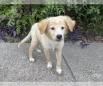 Small #2 Golden Retriever Mix