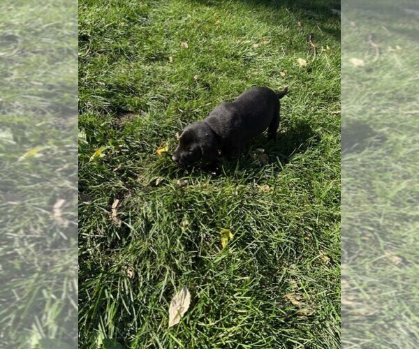 Medium Photo #1 Labrador Retriever Puppy For Sale in OMAHA, NE, USA