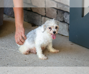 Mother of the Poovanese puppies born on 05/17/2025
