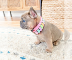 Small Photo #3 French Bulldog Puppy For Sale in ARLINGTON, WA, USA