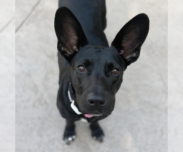 Medium Photo #20 Mutt Puppy For Sale in San Diego, CA, USA