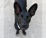 Small Photo #20 Mutt Puppy For Sale in San Diego, CA, USA