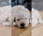 Small Photo #6 Goldendoodle Puppy For Sale in CHARLESTON, SC, USA