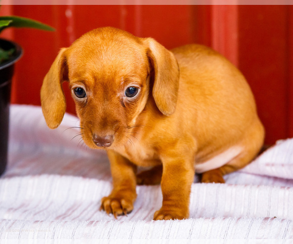 Medium Photo #9 Dachshund Puppy For Sale in WAKARUSA, IN, USA