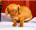 Small #8 Dachshund