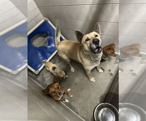 German Shepherd Dog Dogs for adoption in Stockton, CA, USA