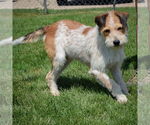 Small #2 Red Heeler Mix