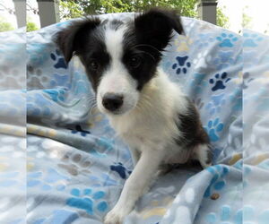 Mutt Dogs for adoption in Grovertown, IN, USA