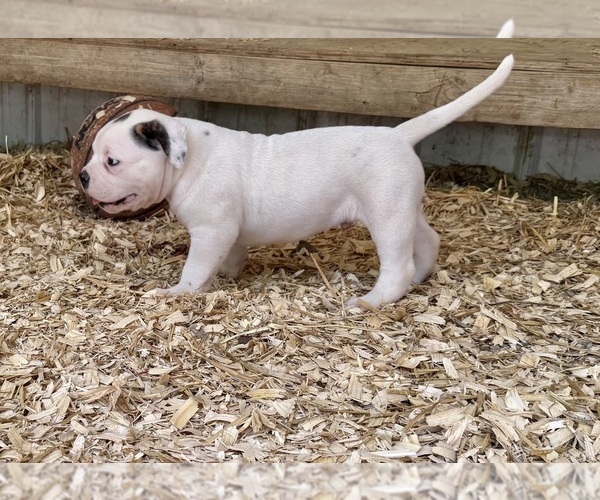 Medium Photo #5 American Bulldog Puppy For Sale in COLUMBIA, KY, USA