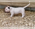 Small #3 American Bulldog