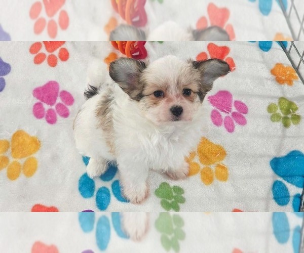 Medium Photo #4 Papitese Puppy For Sale in ORO VALLEY, AZ, USA