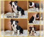 Puppy Girl Pink Boston Terrier