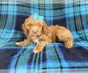 Cock-A-Poo Puppy for sale in LAKELAND, FL, USA