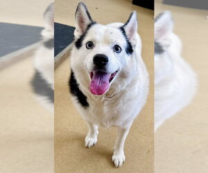 Siberian Husky-Unknown Mix Dogs for adoption in Derwood, MD, USA
