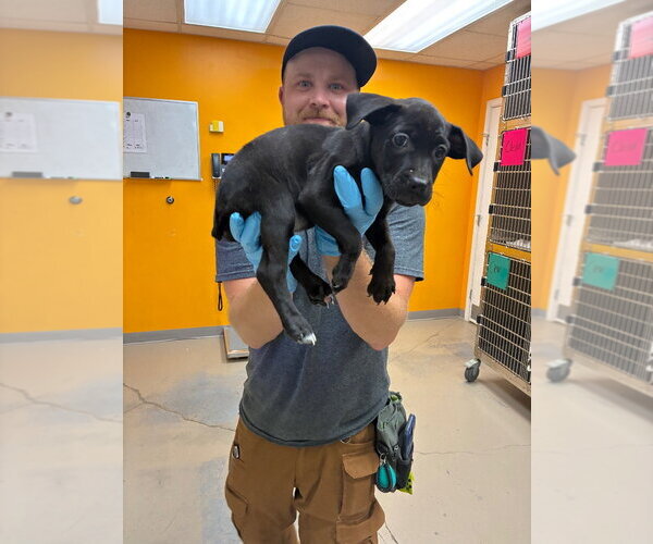 Medium Photo #3 Catahoula Leopard Dog-Labrador Retriever Mix Puppy For Sale in Bryant, AR, USA