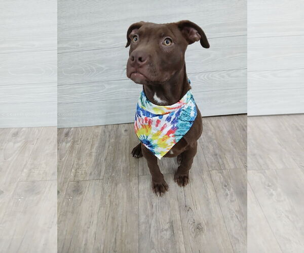 Medium Photo #3 Mutt Puppy For Sale in Murfreesboro, NC, USA