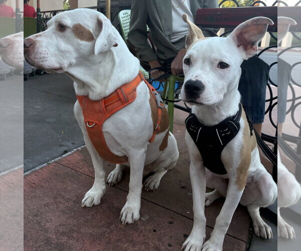 Medium Photo #6 American Pit Bull Terrier-Unknown Mix Puppy For Sale in Davis, CA, USA