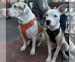 Noor - Male American Pit Bull Terrier-Unknown Mix Dog for Adoption - Photo #6
