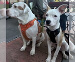 Small #5 American Pit Bull Terrier Mix