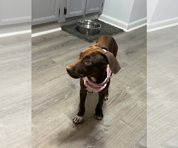 Medium Photo #4 Chocolate Labrador retriever-Whippet Mix Puppy For Sale in Virginia Beach, VA, USA