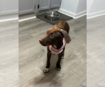 Small #3 Chocolate Labrador retriever-Whippet Mix