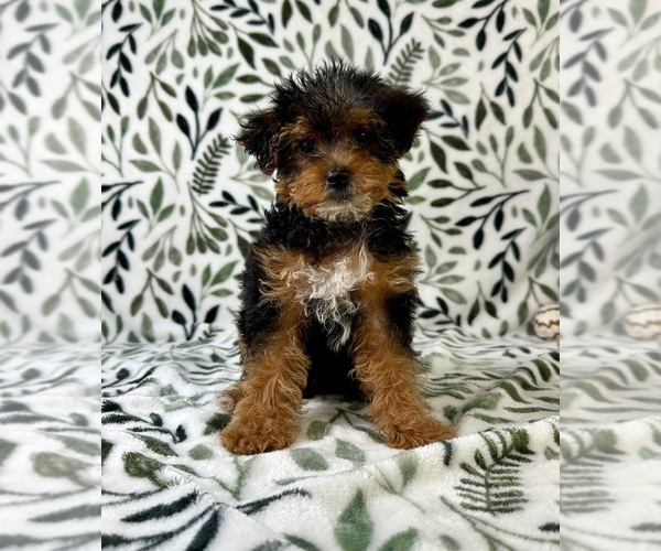 Medium Photo #4 YorkiePoo Puppy For Sale in GREENFIELD, IN, USA