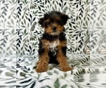 Small #3 YorkiePoo