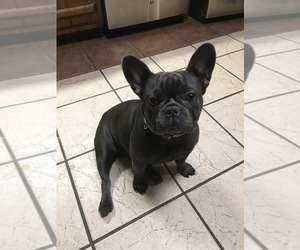 French Bulldog Puppy for sale in KENNESAW, GA, USA