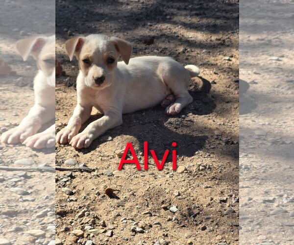 Medium Photo #8 Chihuahua-Unknown Mix Puppy For Sale in Williamsburg, NM, USA