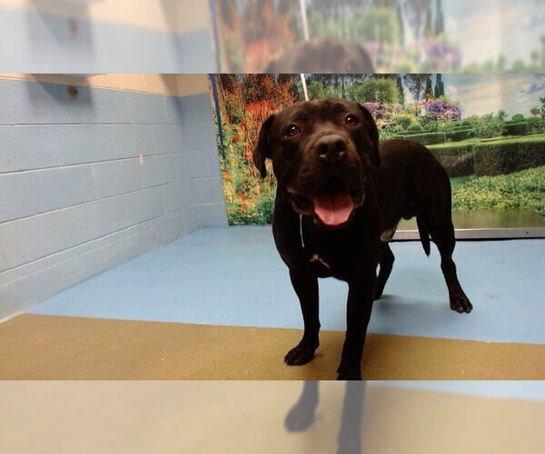 Medium Photo #1 Mutt Puppy For Sale in Moreno Valley, CA, USA