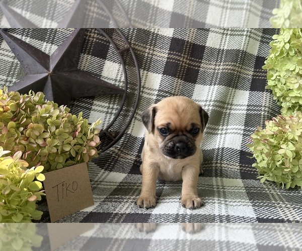 Medium Photo #3 Puggle Puppy For Sale in ELKTON, VA, USA