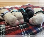 Image preview for Ad Listing. Nickname: Sadie