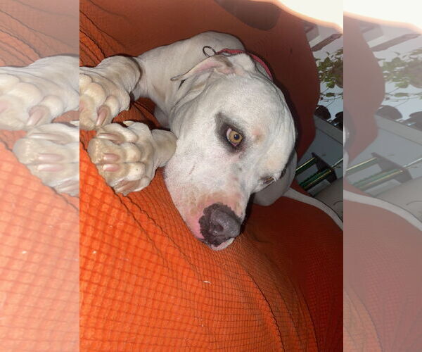 Medium Photo #18 Bulldog-Staffordshire Bull Terrier Mix Puppy For Sale in Chandler, AZ, USA