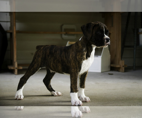 Medium Photo #9 Boxer Puppy For Sale in SHIPSHEWANA, IN, USA