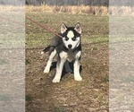 Small #5 Siberian Husky