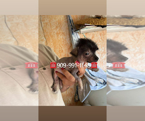 Xoloitzcuintli (Mexican Hairless) Puppy for sale in SAN BERNARDINO, CA, USA