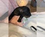 Puppy Bree YorkiePoo