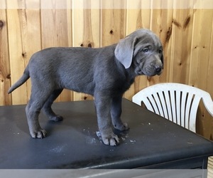 Labrador Retriever Puppy for sale in FREDERICKSBURG, OH, USA