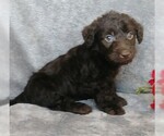 Small Photo #2 Labradoodle Puppy For Sale in FREDERICKSBG, OH, USA