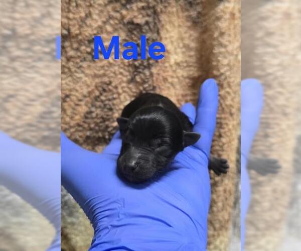 Medium Photo #1 German Shepherd Dog-Unknown Mix Puppy For Sale in HESPERIA, CA, USA