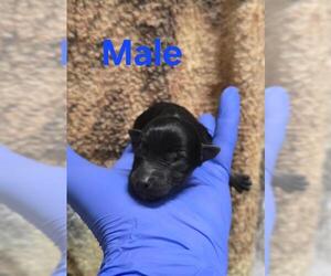 German Shepherd Dog-Unknown Mix Dogs for adoption in HESPERIA, CA, USA